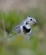 White Wagtail