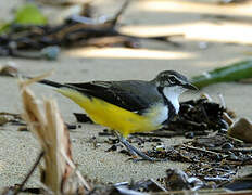 Madagascar Wagtail