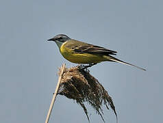 Western Yellow Wagtail