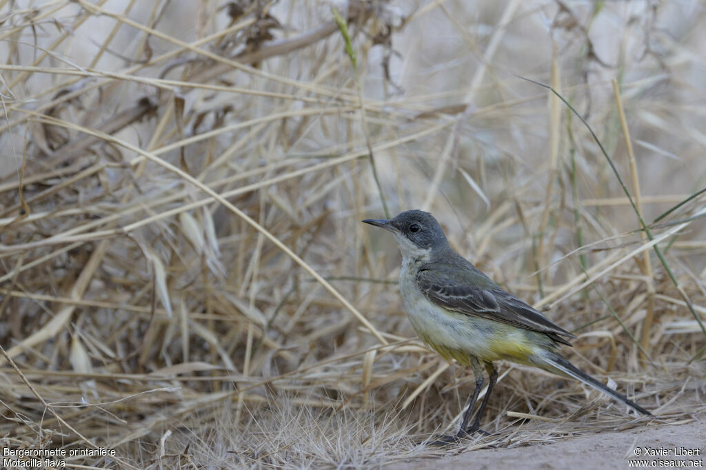 Western Yellow Wagtail female adult, identification