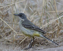 Western Yellow Wagtail