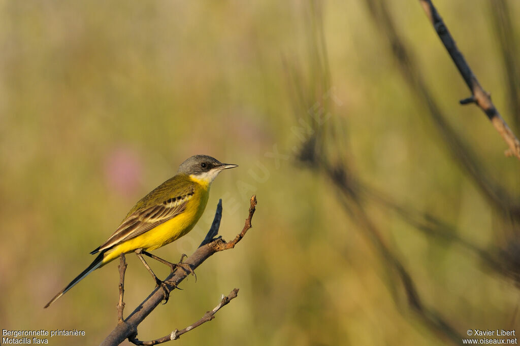 Western Yellow Wagtail male adult, identification