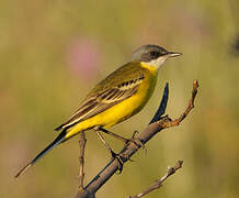 Western Yellow Wagtail