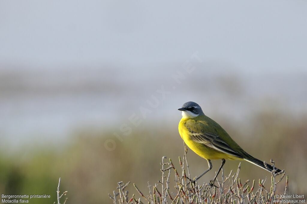 Western Yellow Wagtail male adult breeding, identification