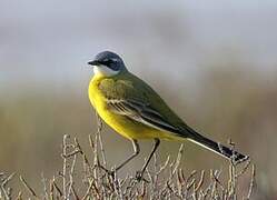 Western Yellow Wagtail