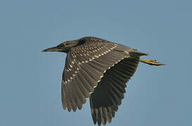 Black-crowned Night Heron