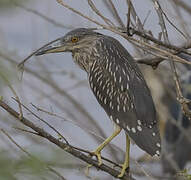 Black-crowned Night Heron