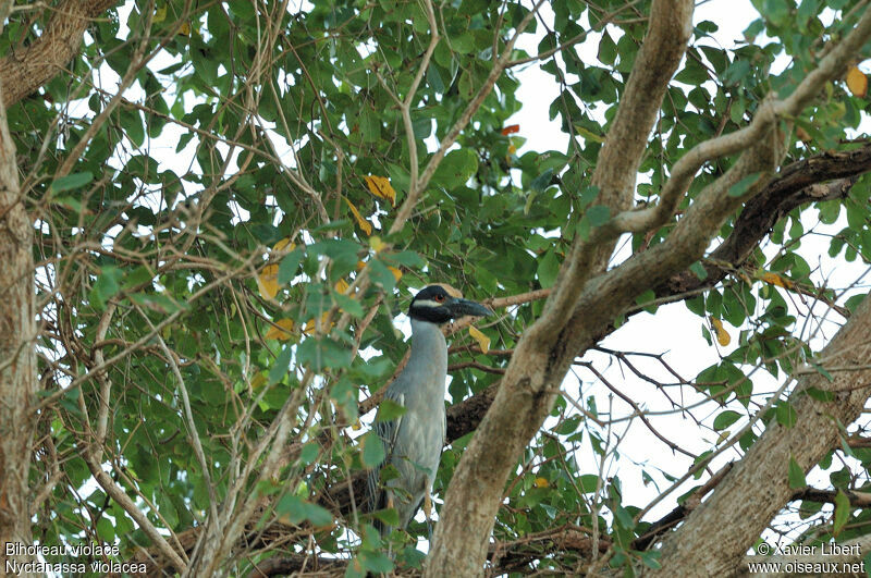 Yellow-crowned Night Heronadult, identification