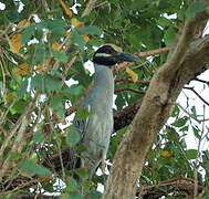 Yellow-crowned Night Heron