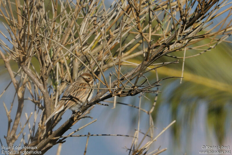 Bruant des roseaux femelle 1ère année, identification