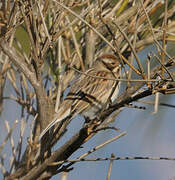 Common Reed Bunting