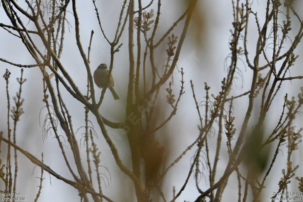 Bruant fou mâle adulte, identification