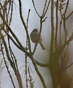 Rock Bunting