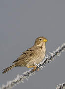 Corn Bunting