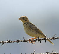 Corn Bunting