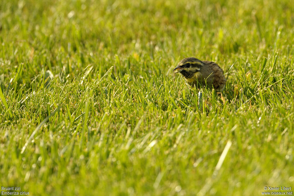 Cirl Bunting male adult breeding, identification