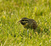 Cirl Bunting