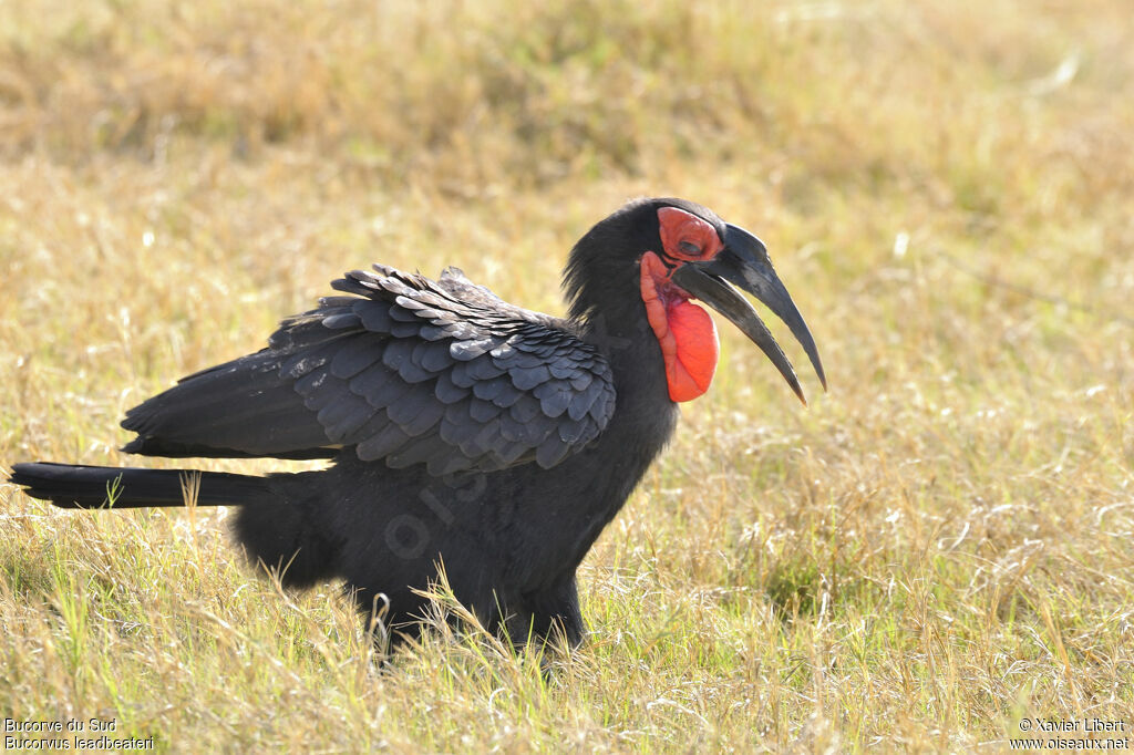 Southern Ground Hornbill male adult, identification