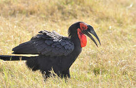 Southern Ground Hornbill