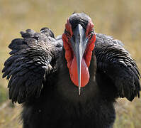 Southern Ground Hornbill