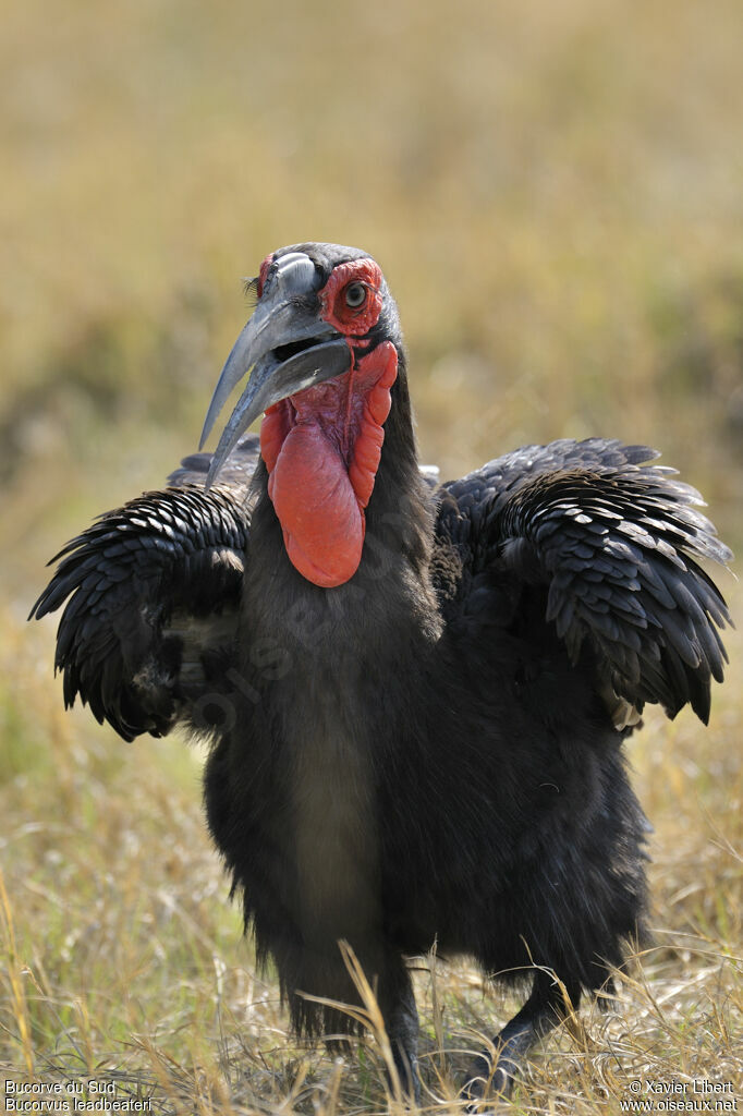 Southern Ground Hornbill male adult, identification