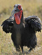 Southern Ground Hornbill