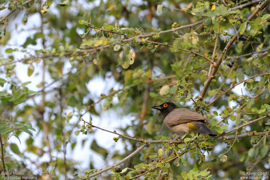 African Red-eyed Bulbuladult, identification