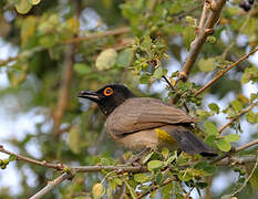 African Red-eyed Bulbul