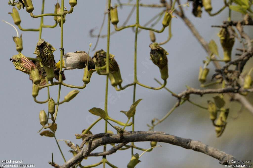 Bulbul brunoiradulte, Comportement