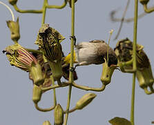 African Red-eyed Bulbul