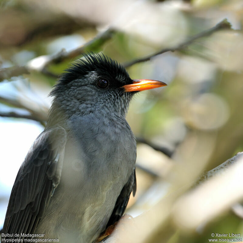 Malagasy Bulbul, identification