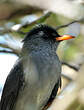 Bulbul de Madagascar