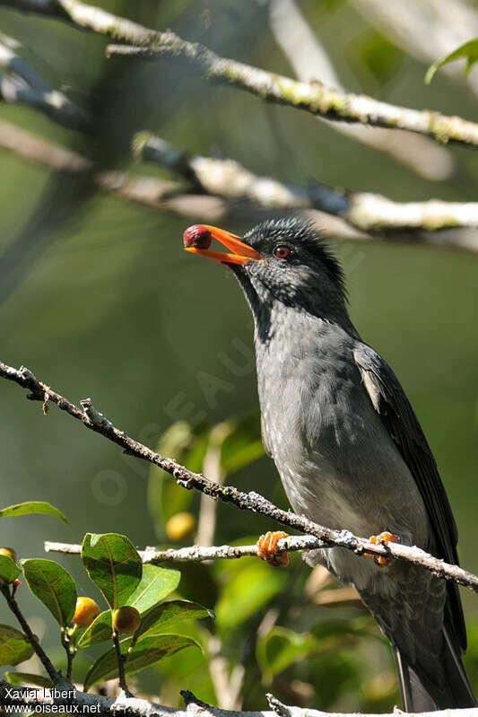 Bulbul de Madagascaradulte, régime