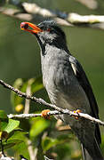 Bulbul de Madagascar