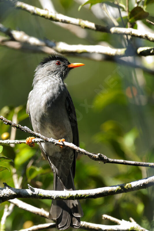 Malagasy Bulbul, identification