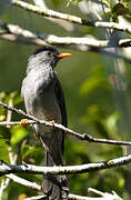 Malagasy Bulbul