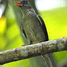 Bulbul merle