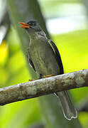 Bulbul merle