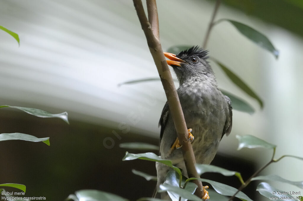 Bulbul merle, identification