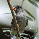 Bulbul merle