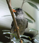 Bulbul merle