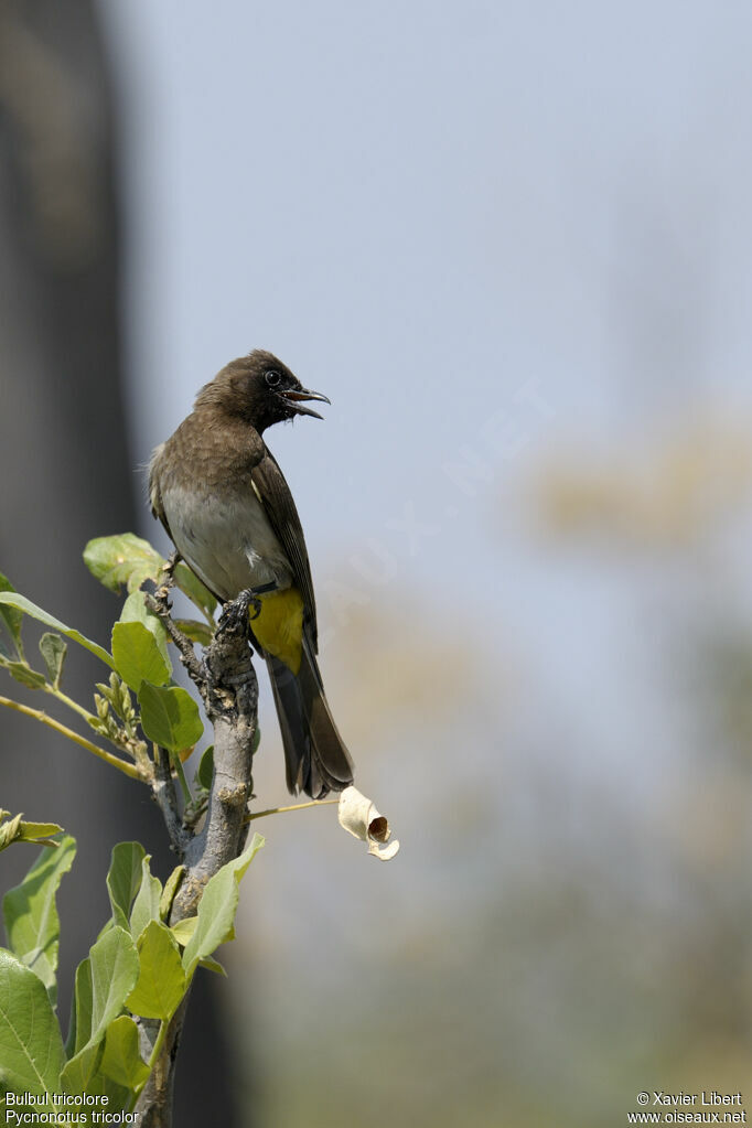 Bulbul tricoloreadulte, identification