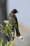 Dark-capped Bulbul