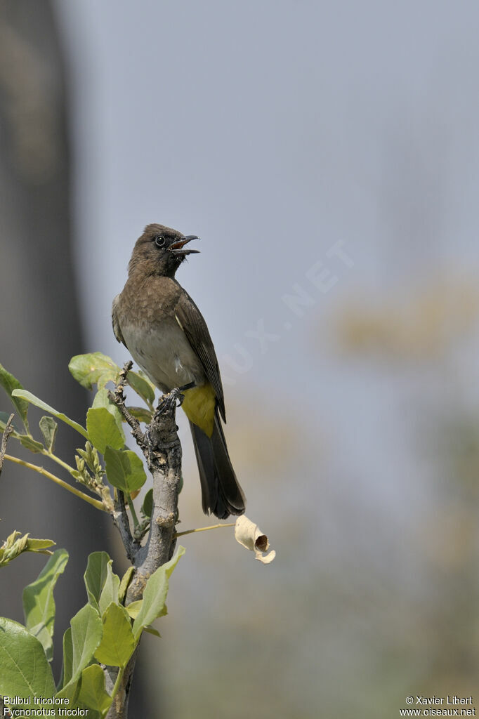 Bulbul tricoloreadulte, identification