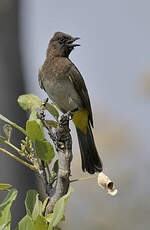 Bulbul tricolore