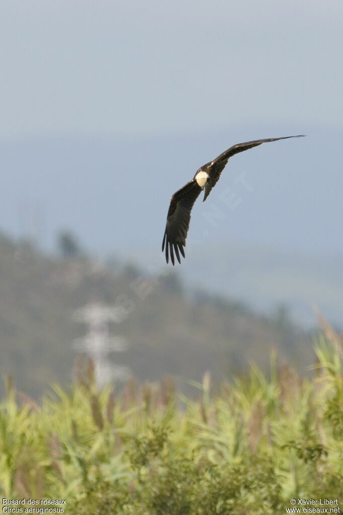 Western Marsh Harrier female adult, Flight