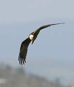 Western Marsh Harrier