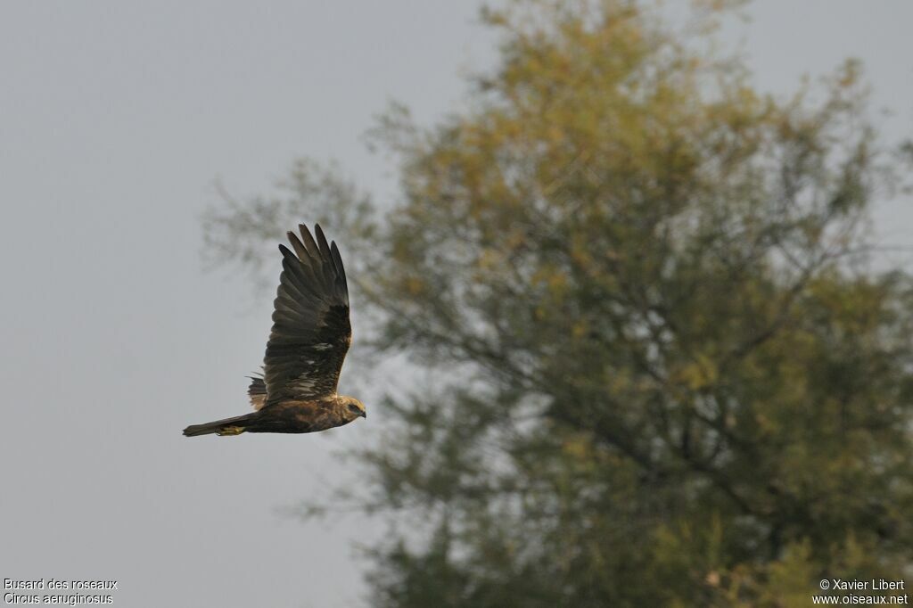 Western Marsh Harrier female adult, Flight