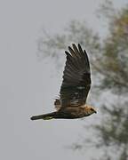 Western Marsh Harrier