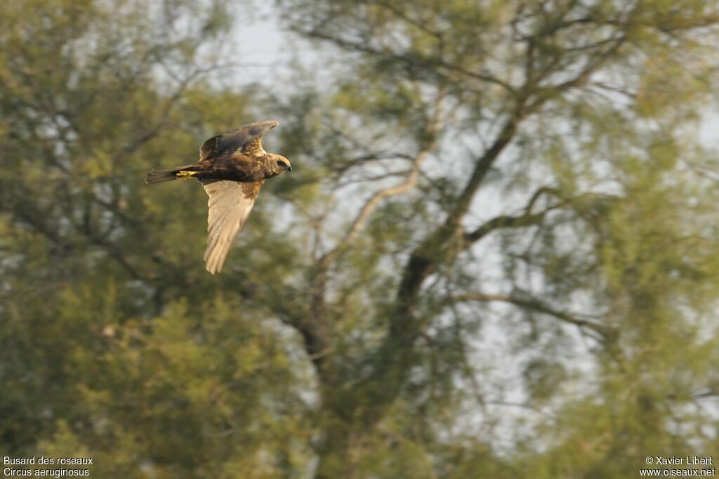 Western Marsh Harrier female adult, Flight